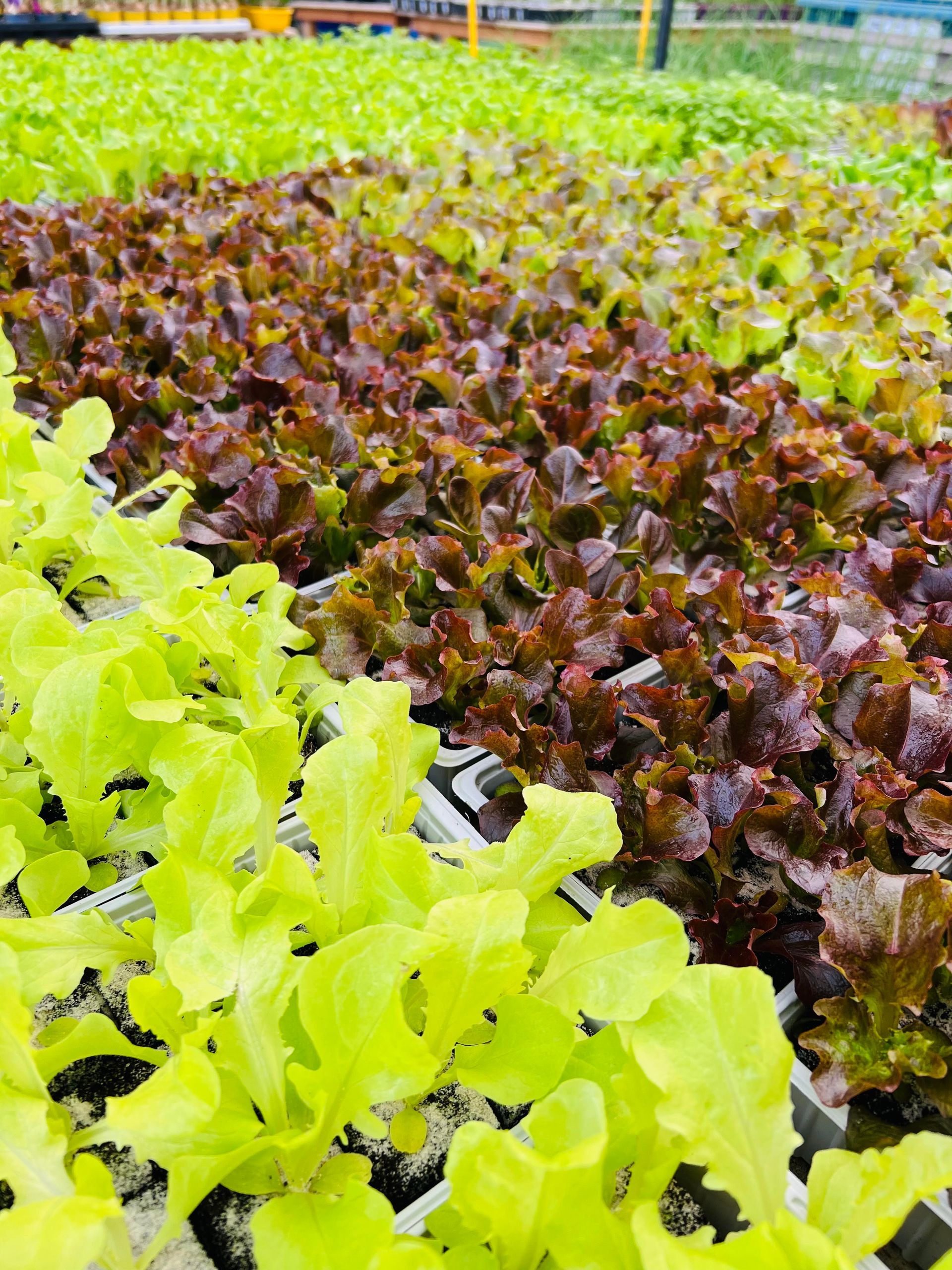 Rangées de laitues variées avec des feuilles vertes et pourpres, prêtes pour la récolte