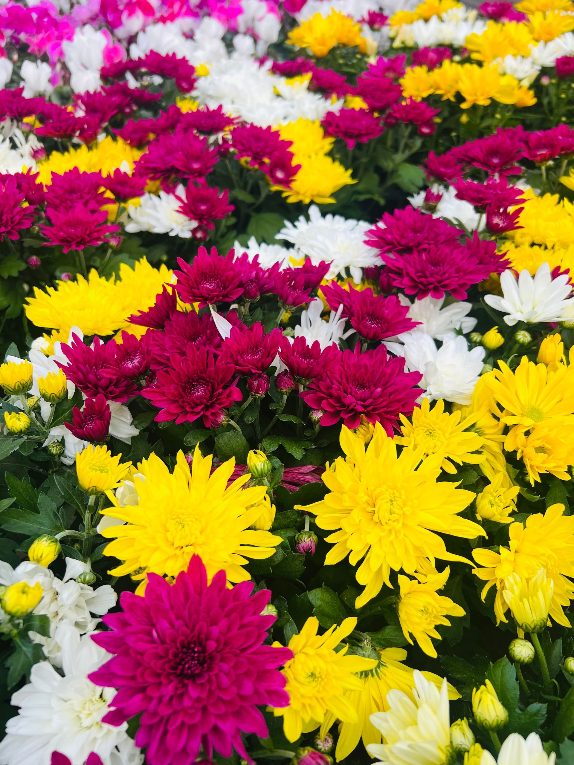 Chrysanthèmes en différentes couleurs, allant du blanc, rouge au jaune, parfaits pour la Toussaint ou les jardins d’automne.