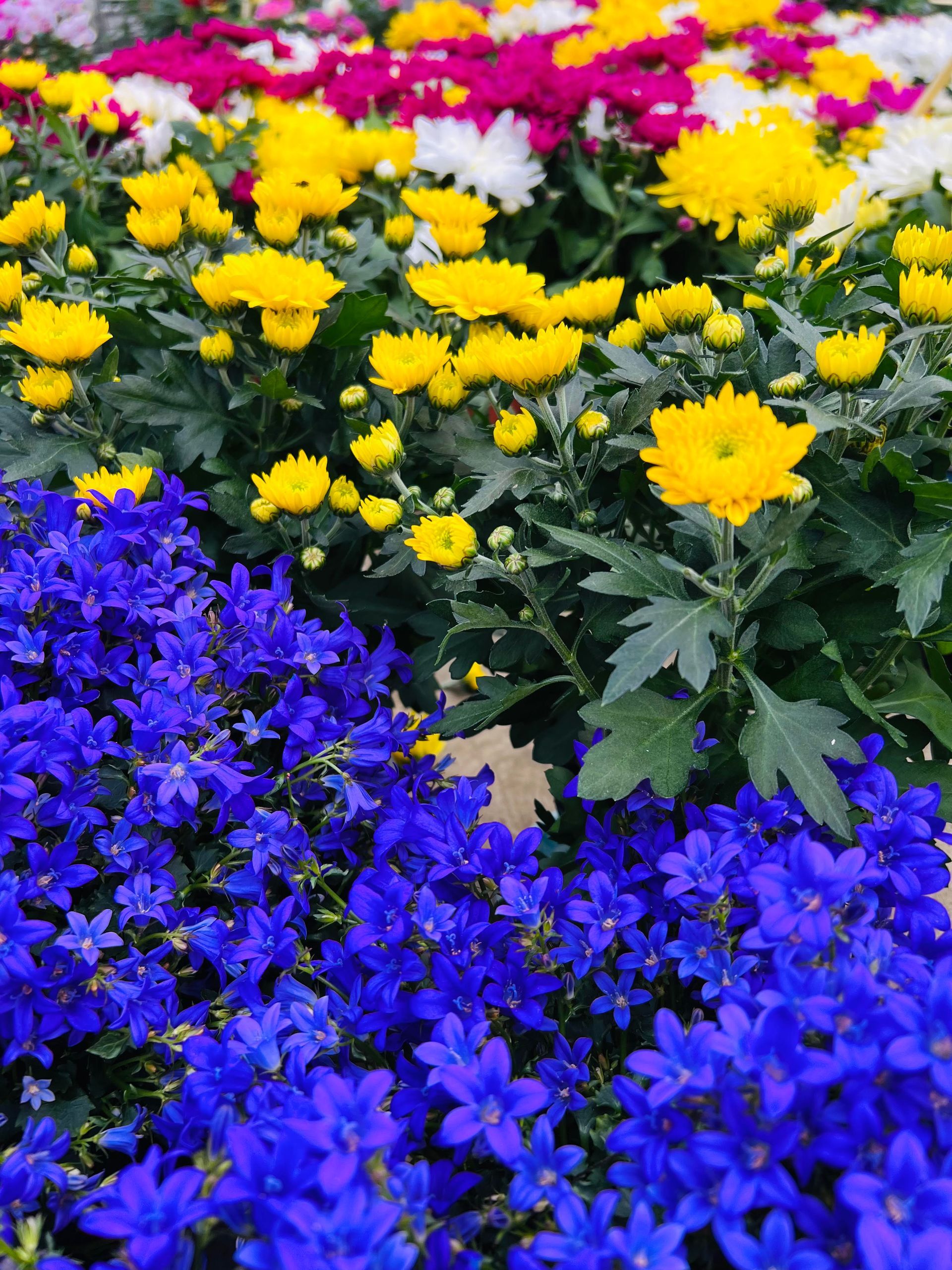 Massif de fleurs bleues vibrantes, créant un effet saisissant dans les bordures et les parterres.