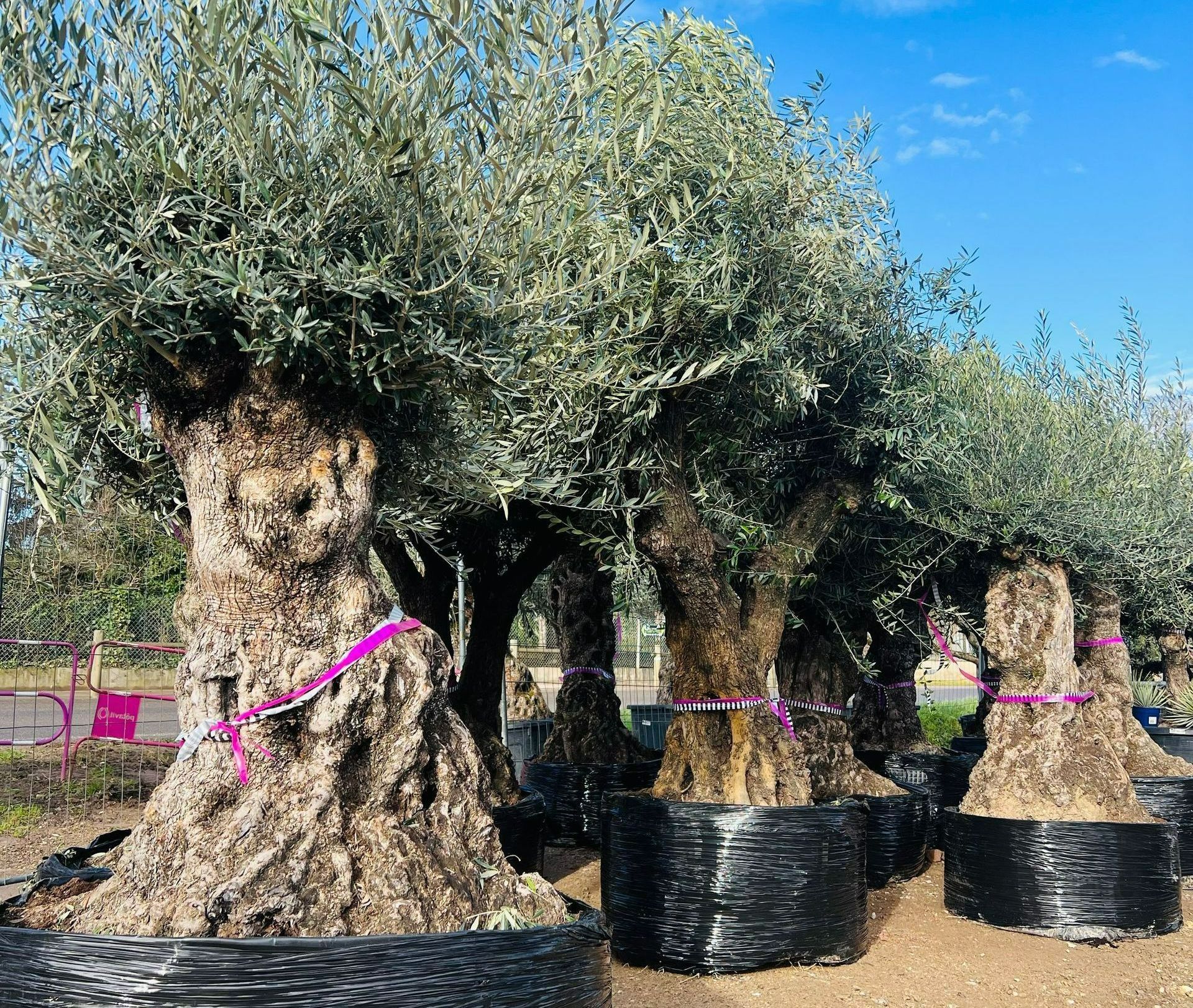 Plusieurs oliviers
