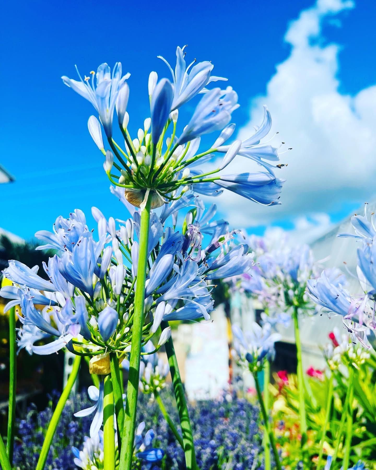 Agapanthes en pleine floraison sous un ciel bleu clair, parfaites pour les jardins estivaux