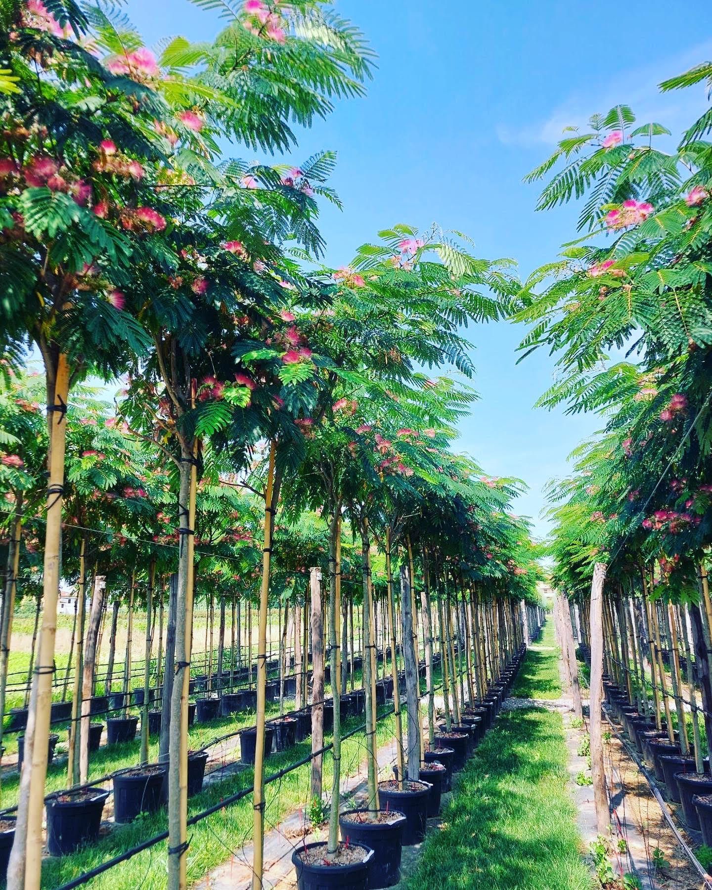 Allée d'arbres en pot avec un feuillage vert dense et des fleurs roses, cultivés pour être plantés en extérieur.