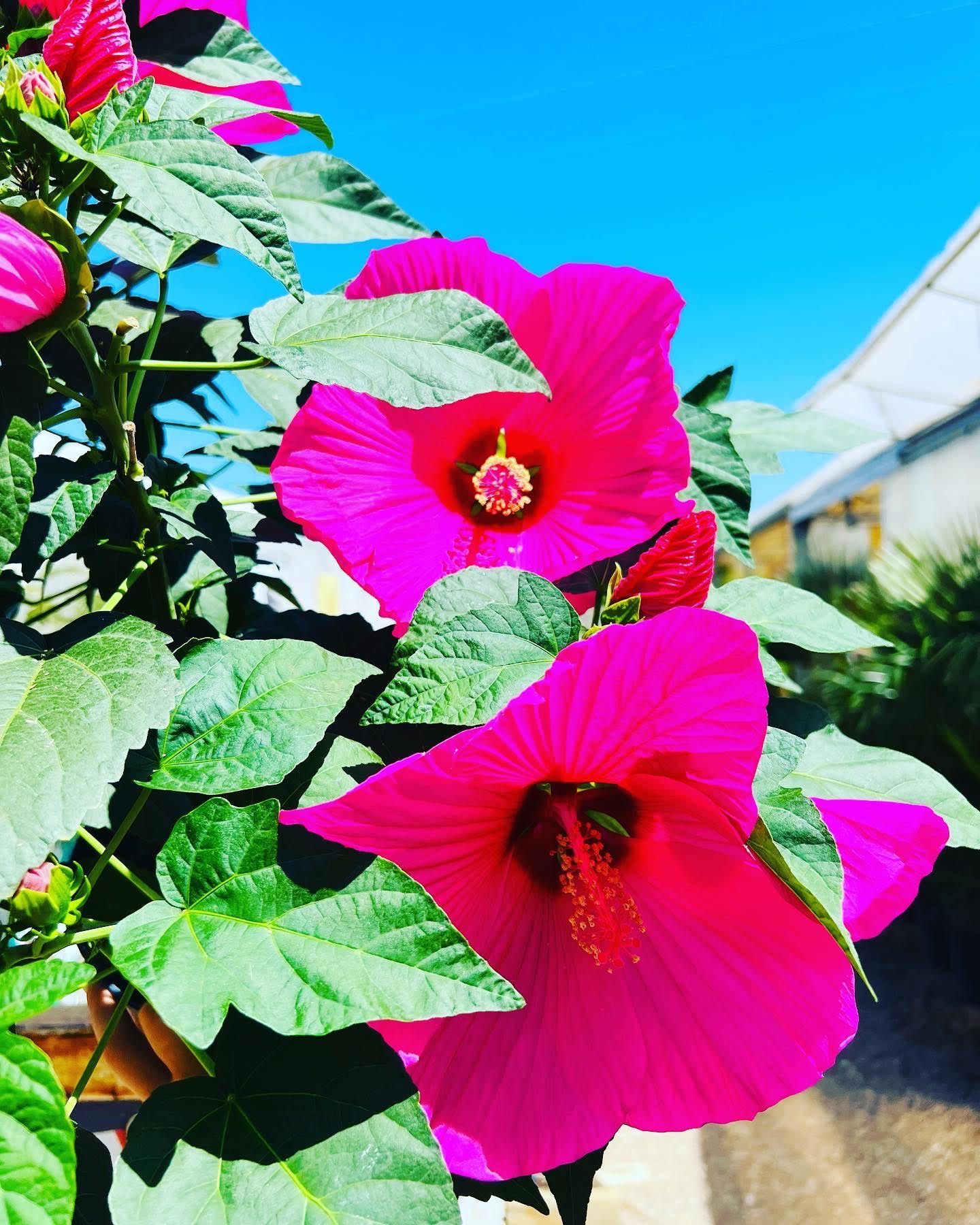Fleurs d’hibiscus roses éclatantes sous un ciel bleu, ajoutant une touche tropicale au jardin.