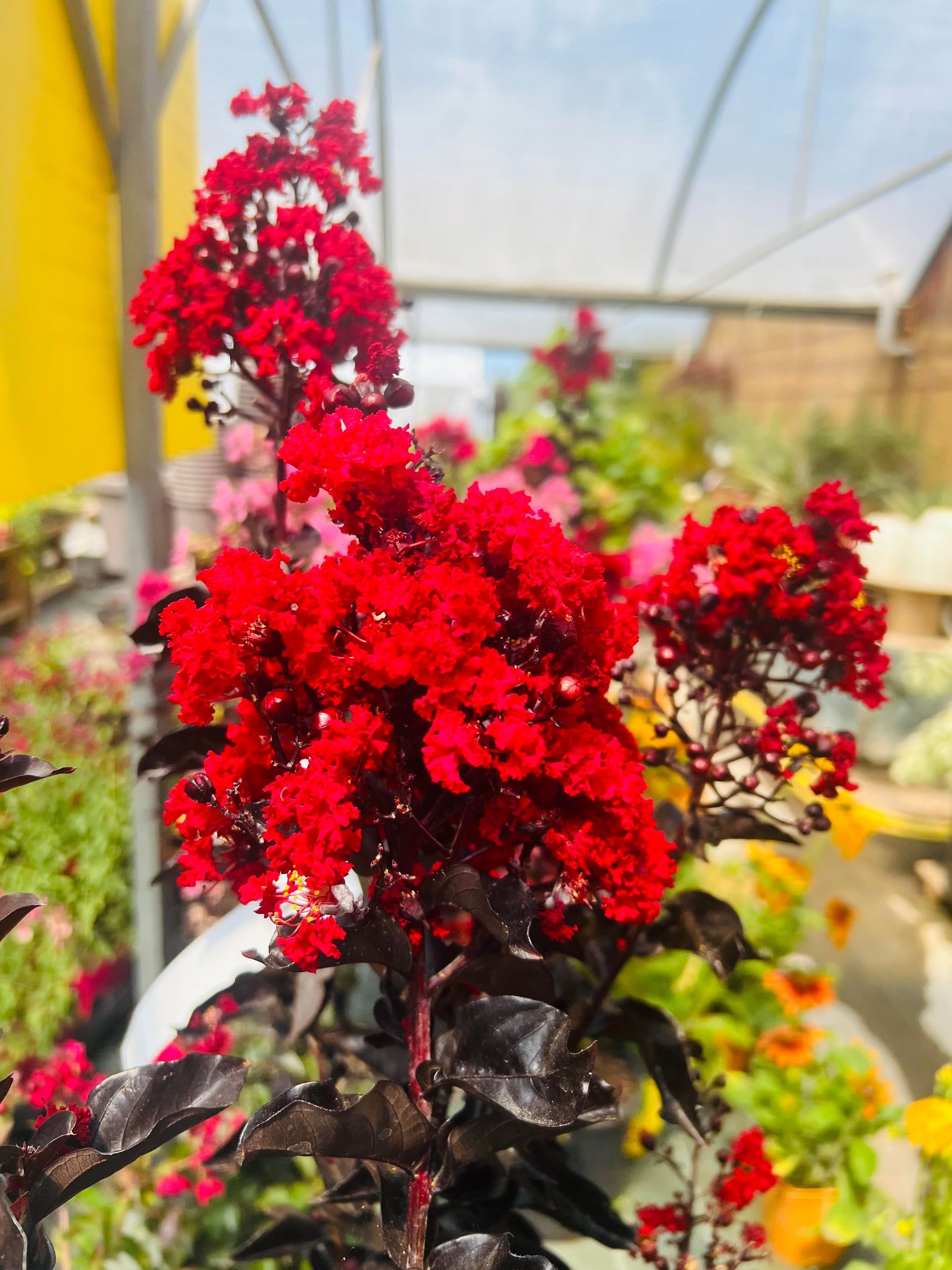 Fleurs rouges vibrantes en pleine floraison, apportant une touche de couleur intense.