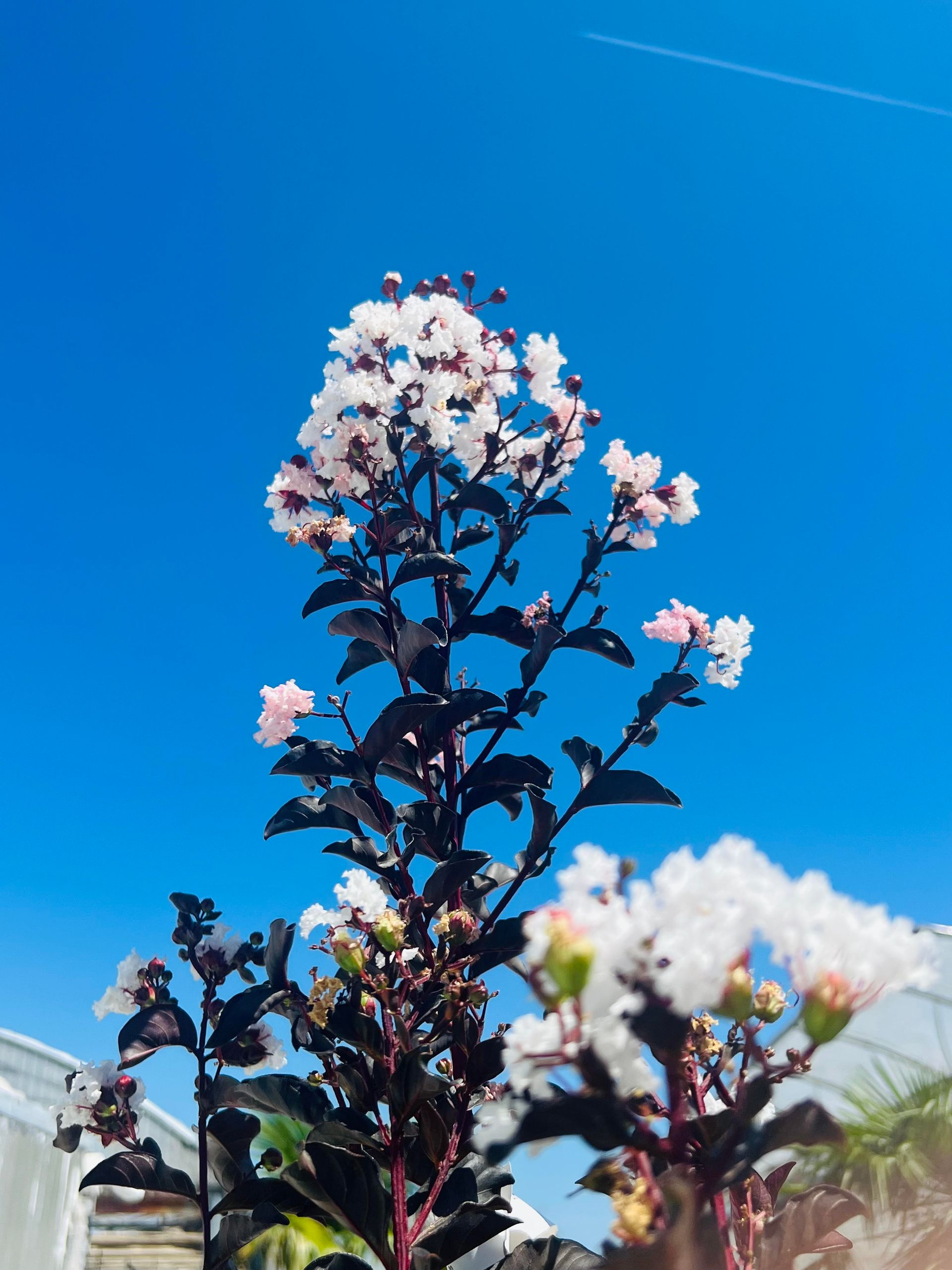 Arbre en fleurs blanches sous un ciel bleu, symbole de renouveau et de printemps