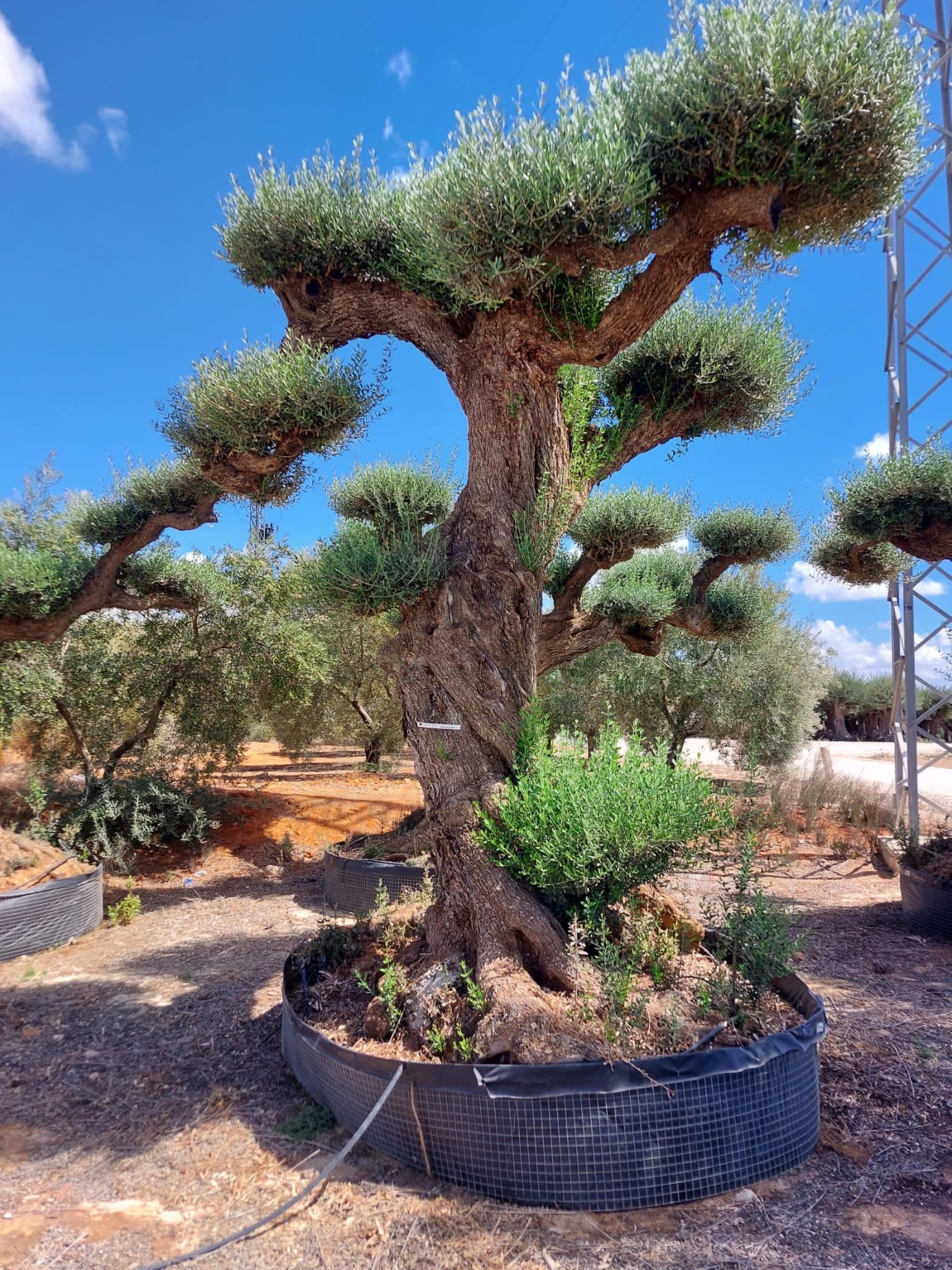 Bonsaï d'olivier taillé avec précision, parfait pour ajouter un élément sculptural au jardin