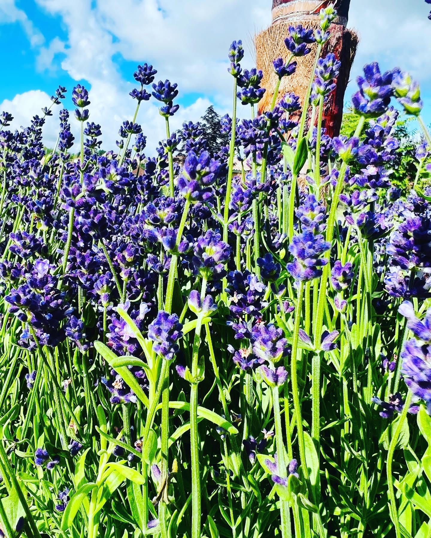 Champ de lavande en fleurs, symbolisant la sérénité et idéal pour les espaces méditerranéens