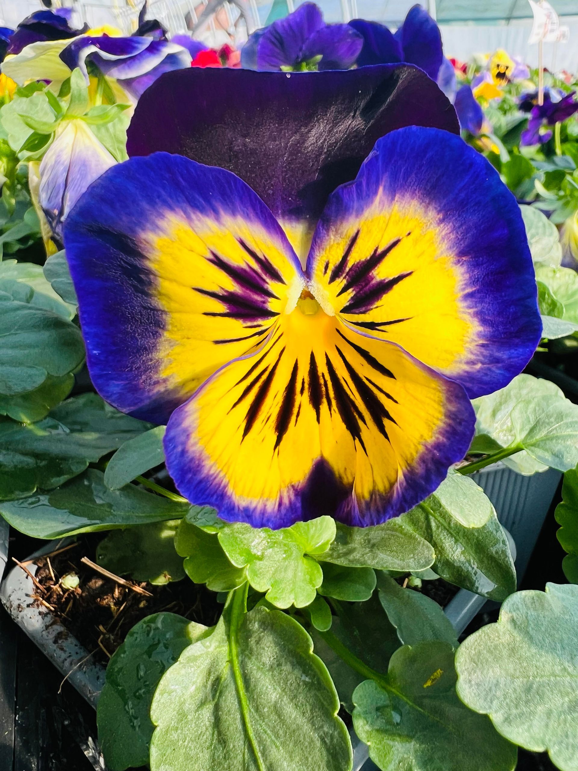 Fleur de pensée aux pétales jaune vif et violet profond, idéale pour ajouter de la couleur au jardin d’automne.