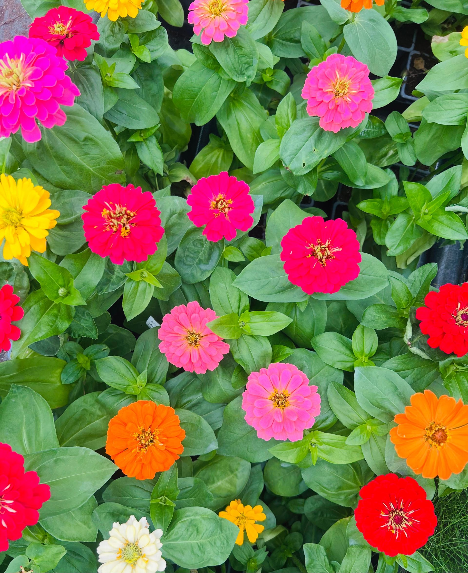 Zinnias colorés en pleine floraison, ajoutant des touches de rose, rouge et orange au jardin.