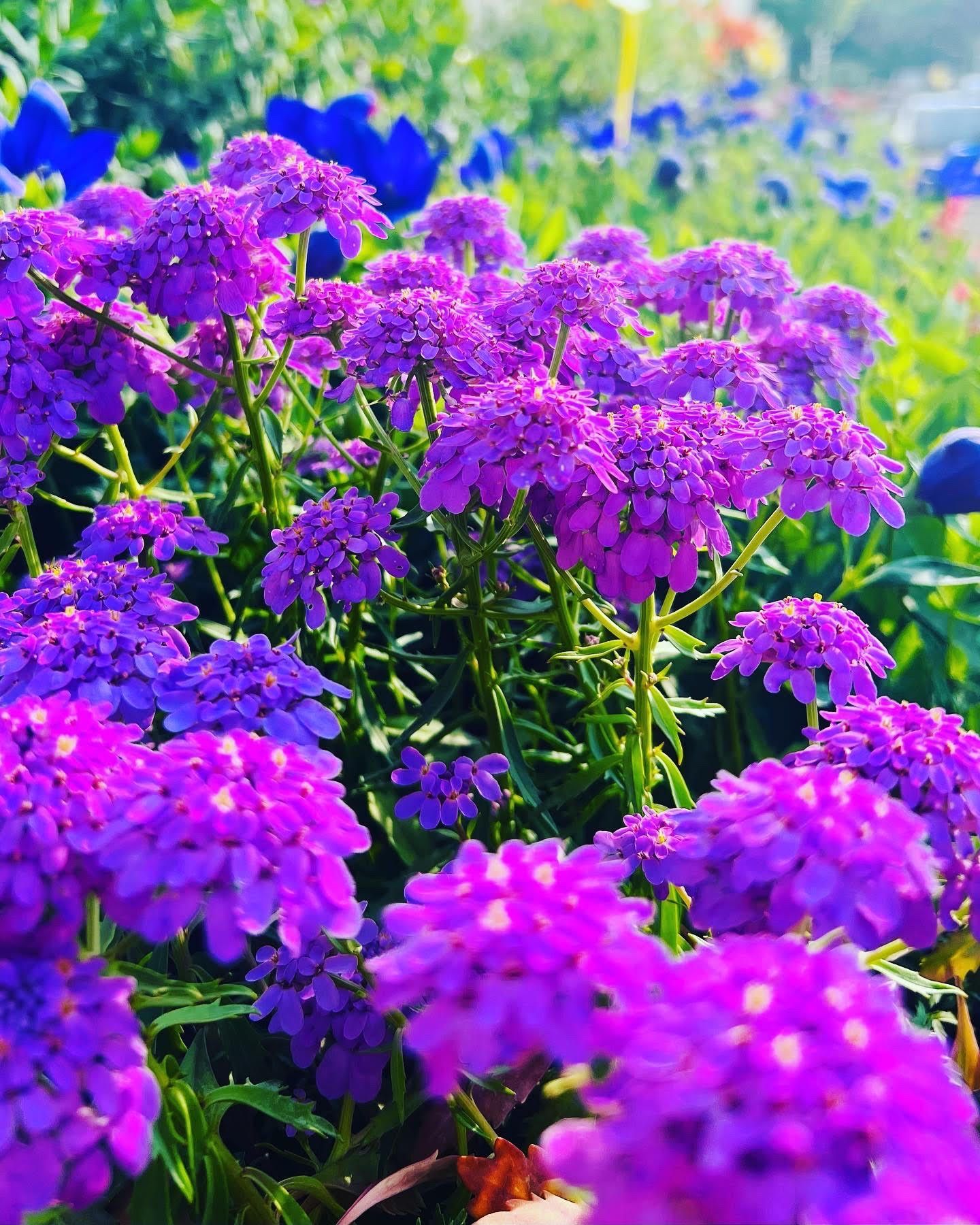 Massif de fleurs violettes vibrantes, parfait pour des jardins de style méditerranéen.