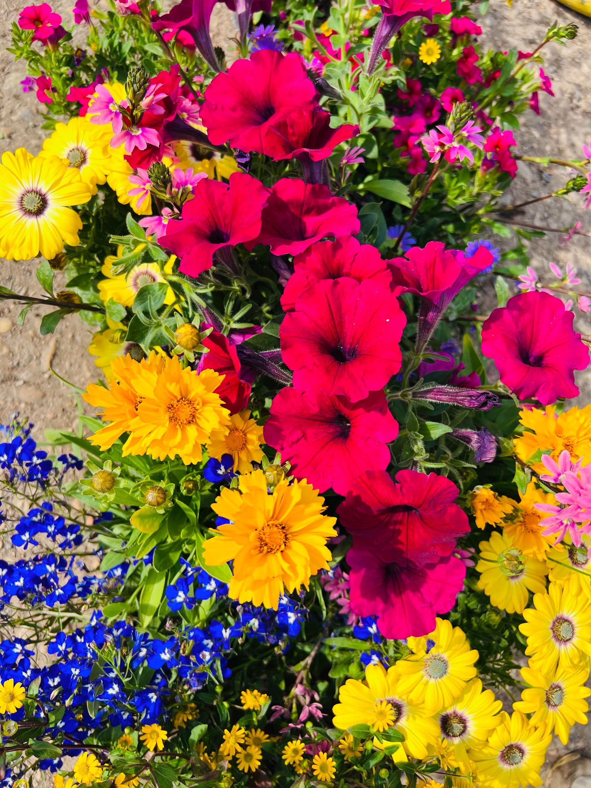 Mélange de pétunias rouges, jaunes et violets, idéals pour un jardin éclatant de couleurs