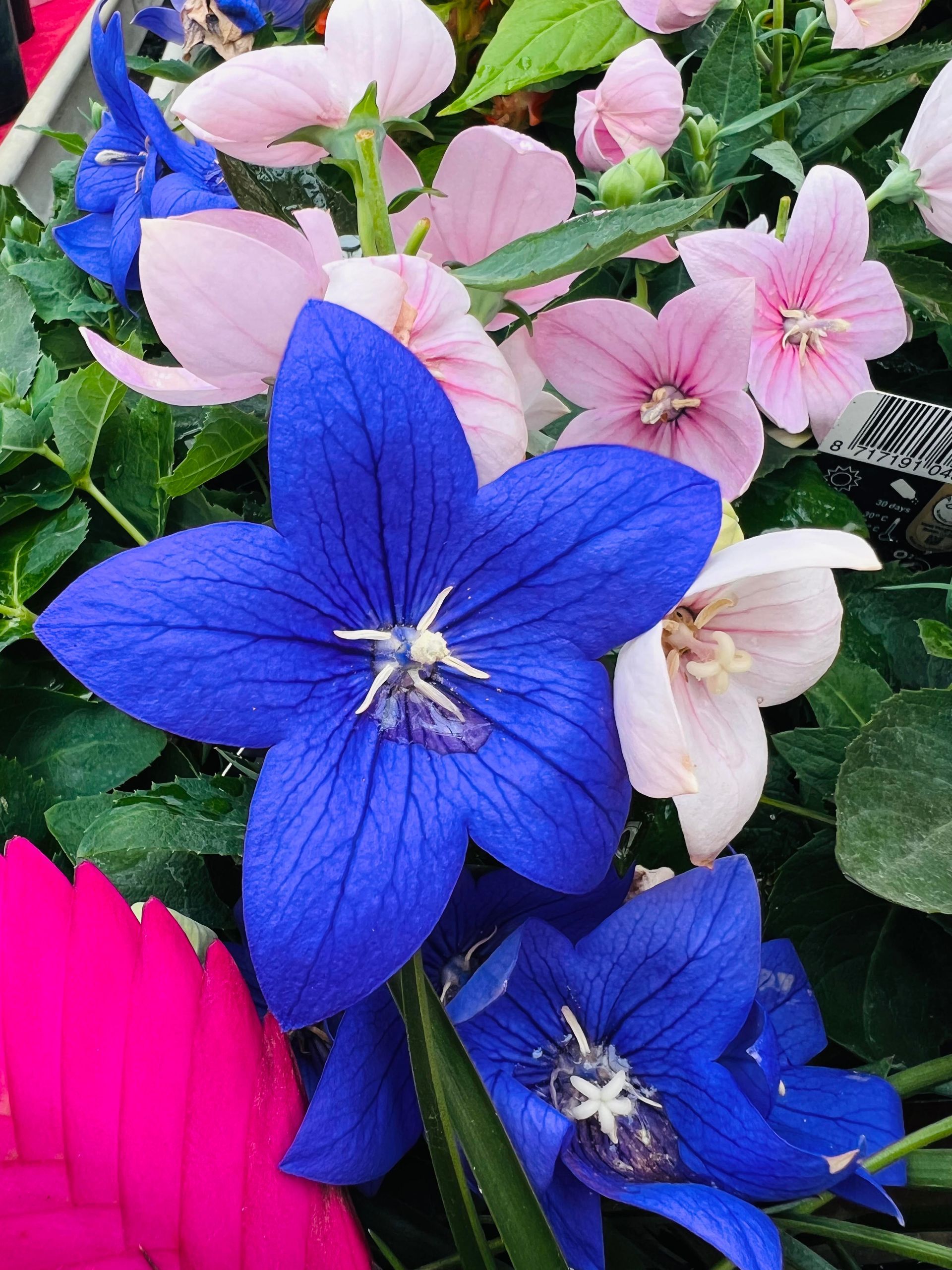 Fleurs bleues en forme d'étoiles, ajoutant une touche unique et vibrante au jardin