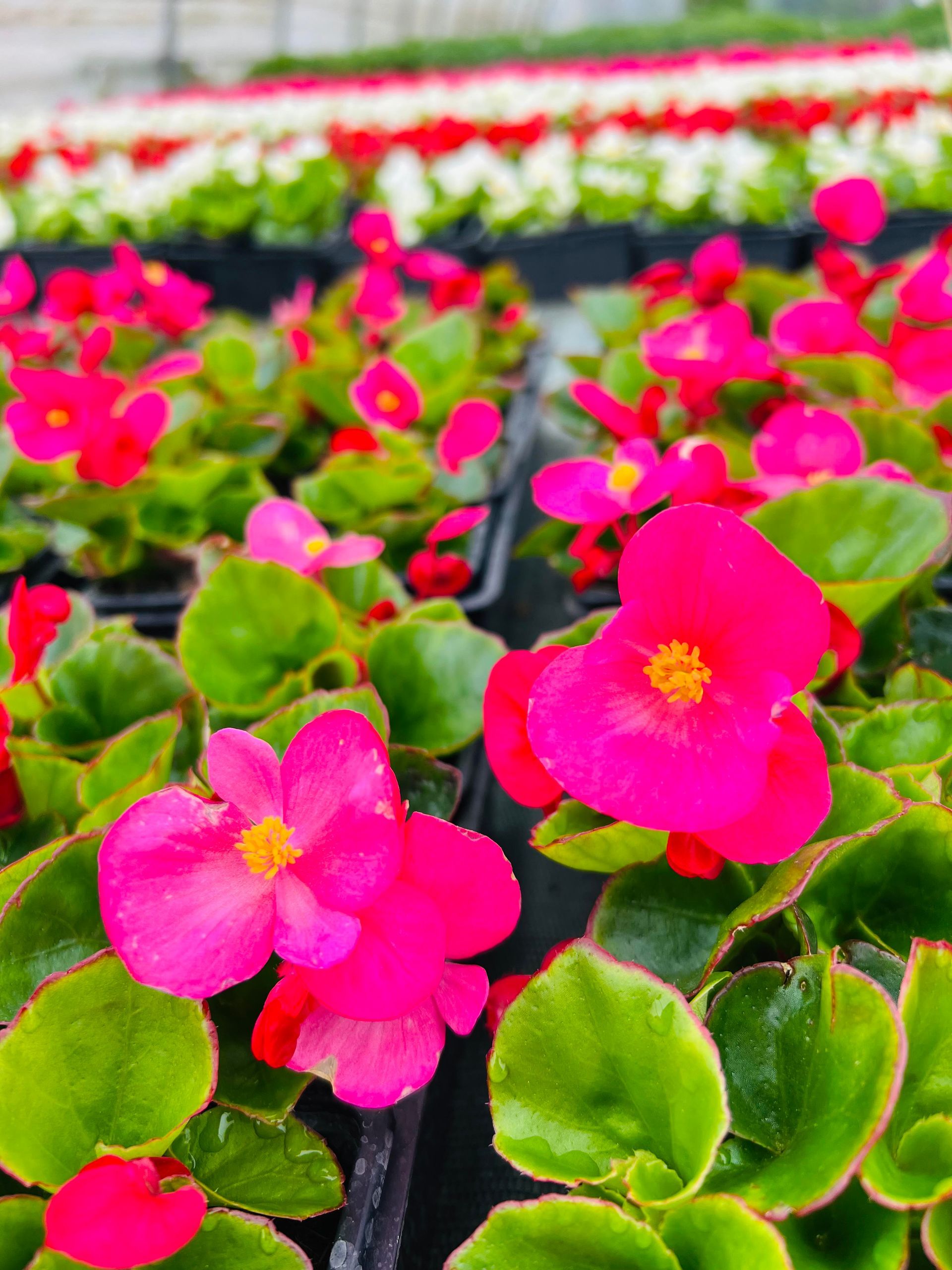 Bégonias roses vifs en pleine floraison, parfaits pour les bordures et les jardinières