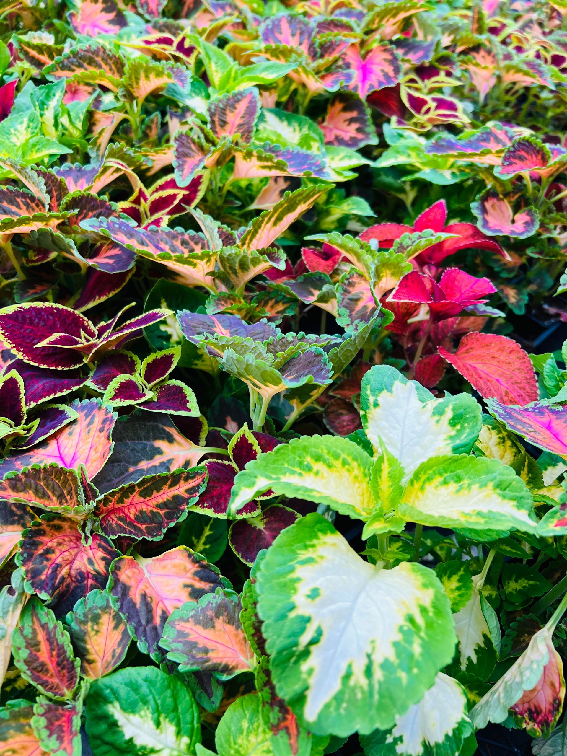Plantes à feuillage coloré avec des nuances vertes et rouges, idéales pour ajouter de la texture au jardin