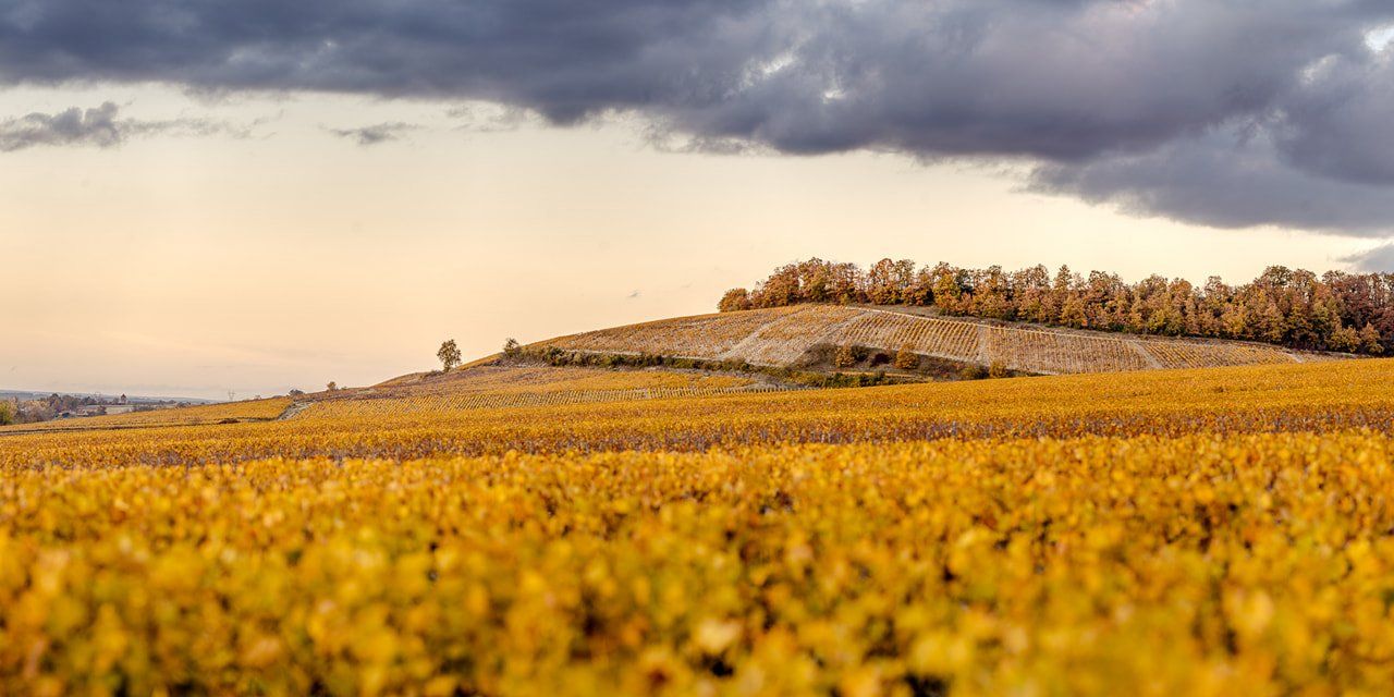Production et vente de vins