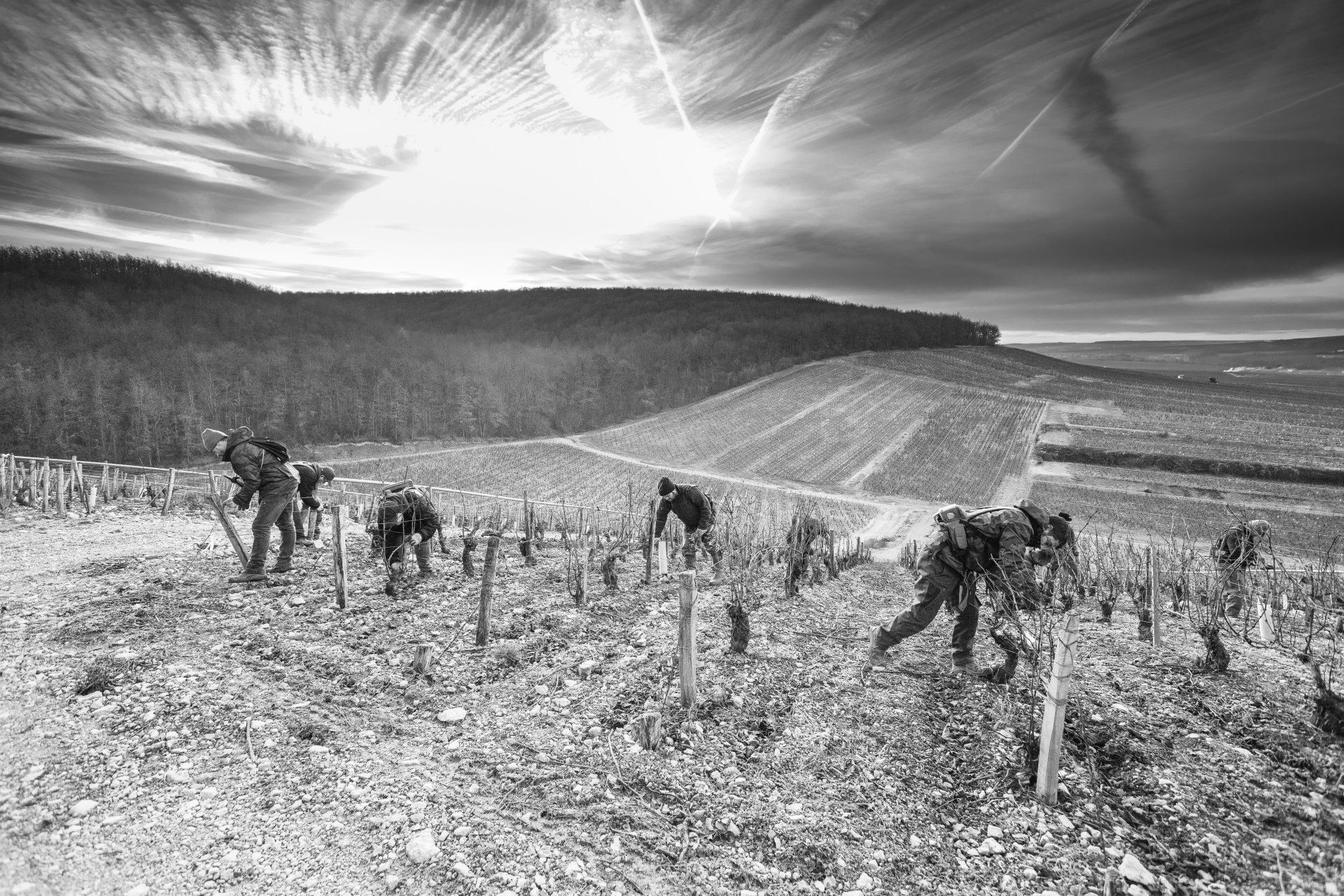 Producteurs de vins à Maligny