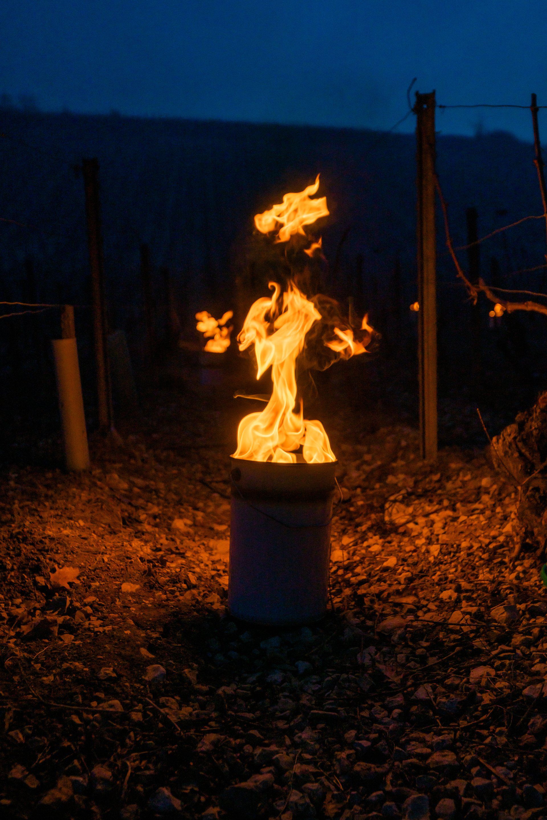 Domaine viticole à Maligny gel