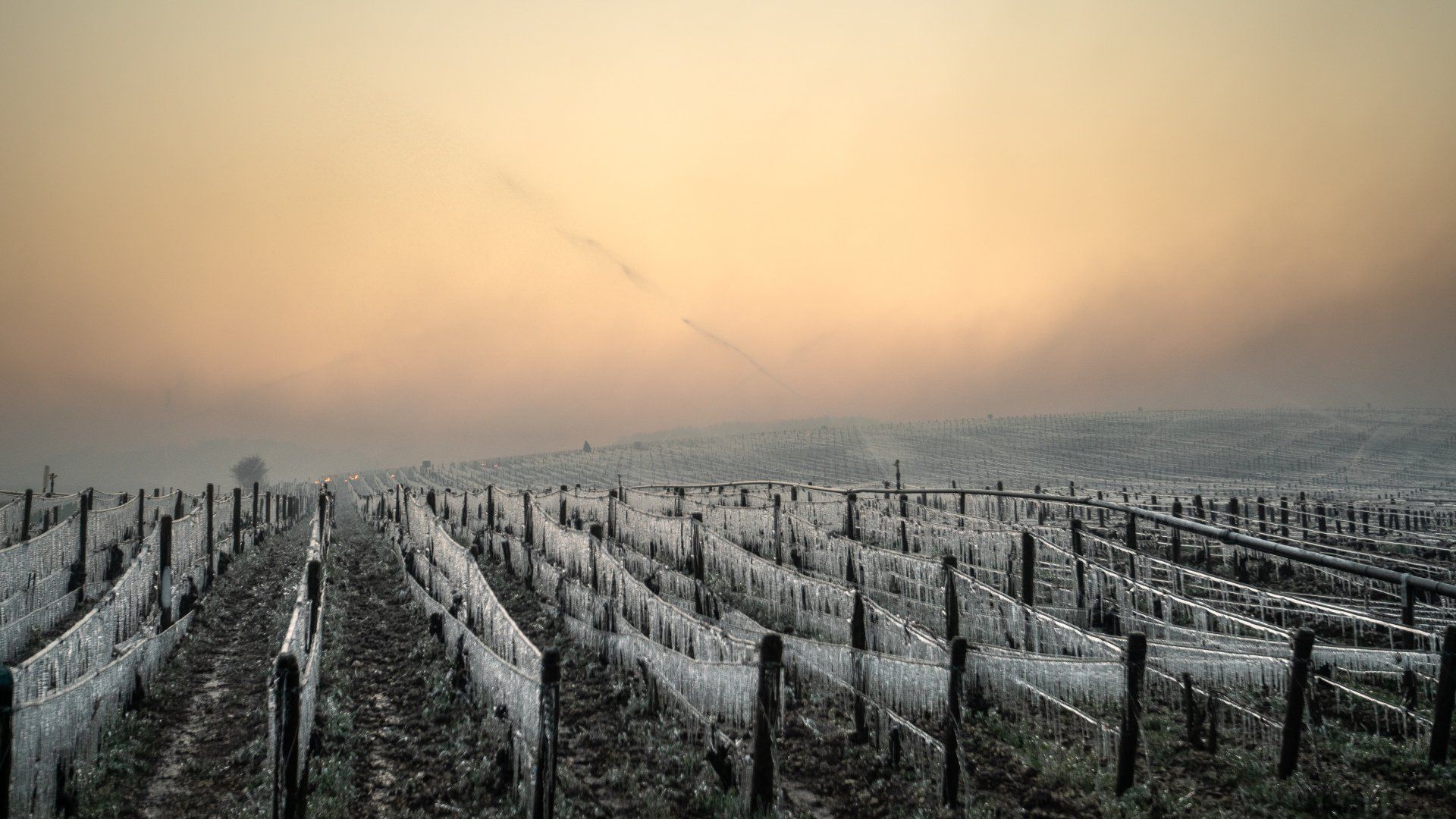 Gel dans nos vignobles