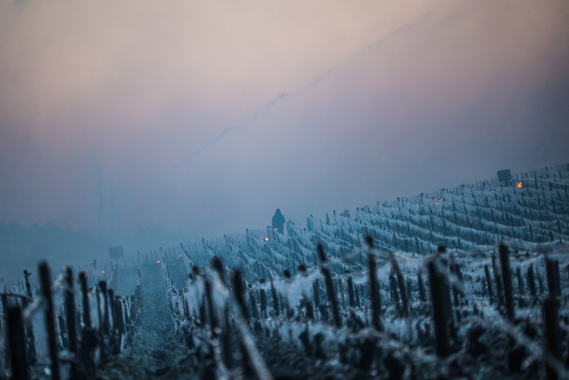 Le vignoble en période de gel