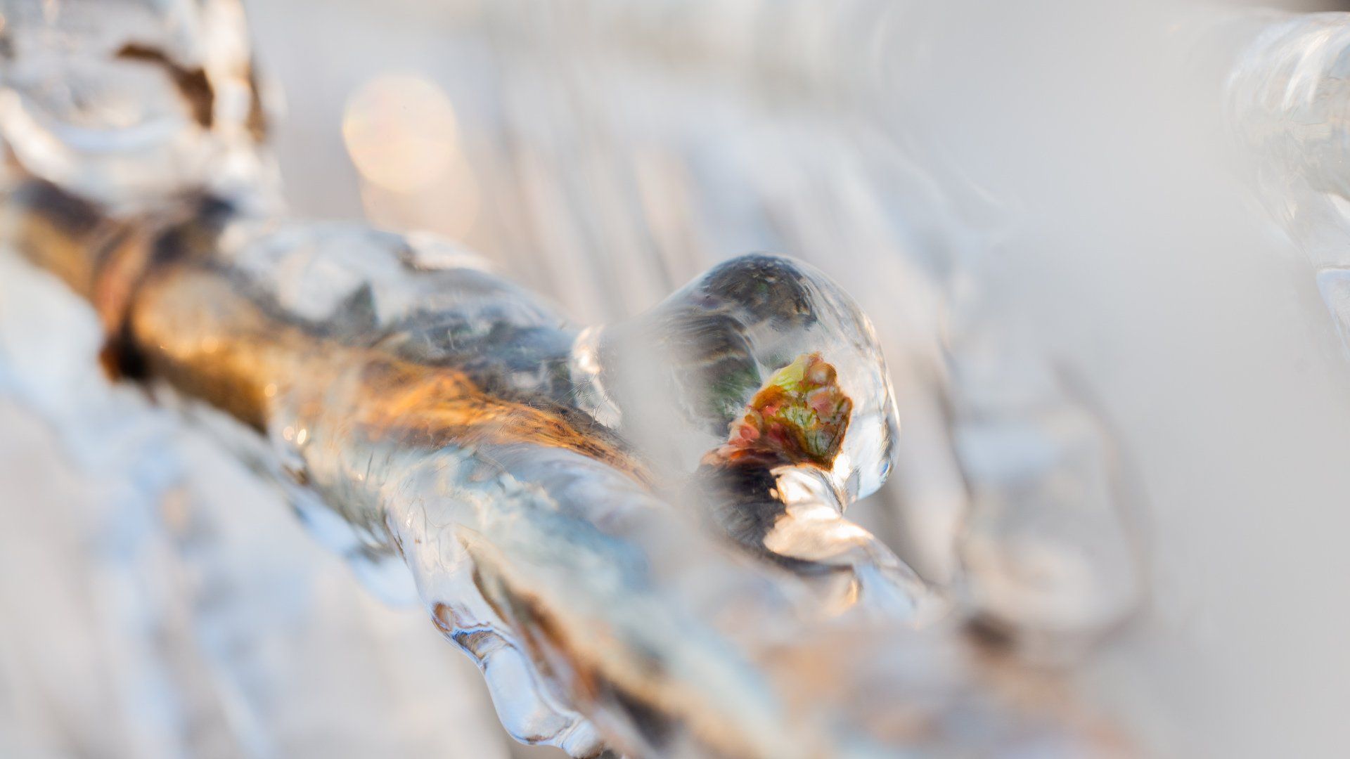 Branche de vigne gelée