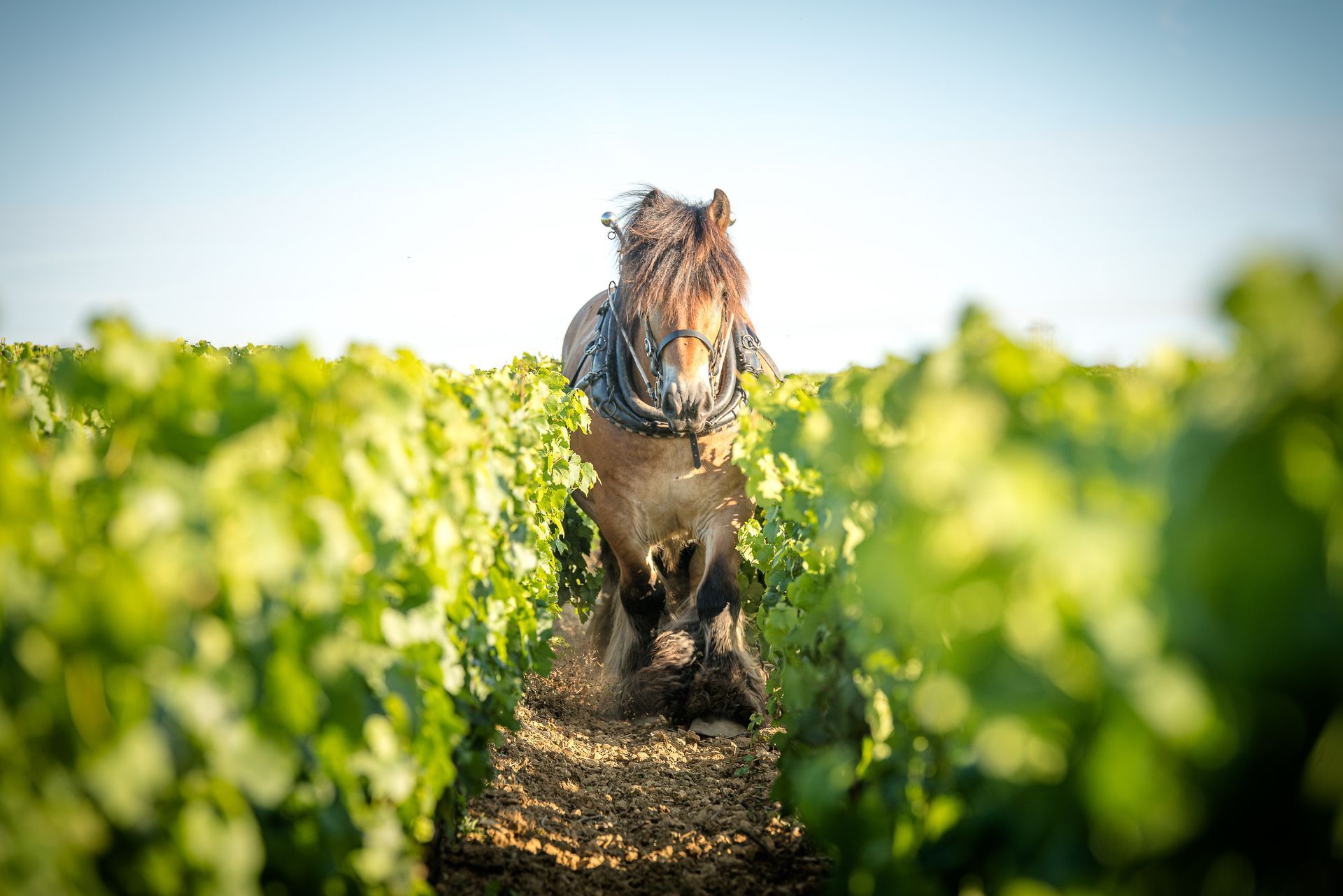 Labour effectué par un cheval