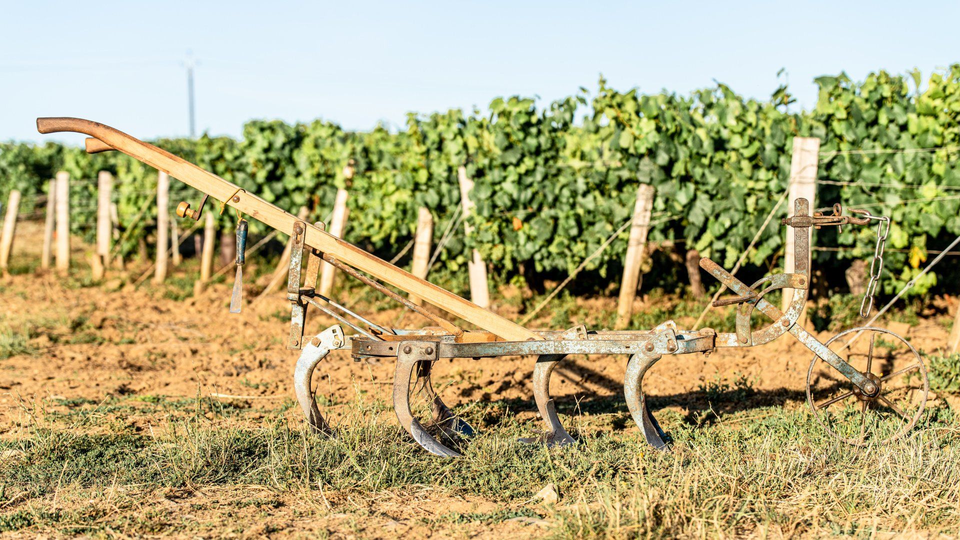 Labour cheval et raisin