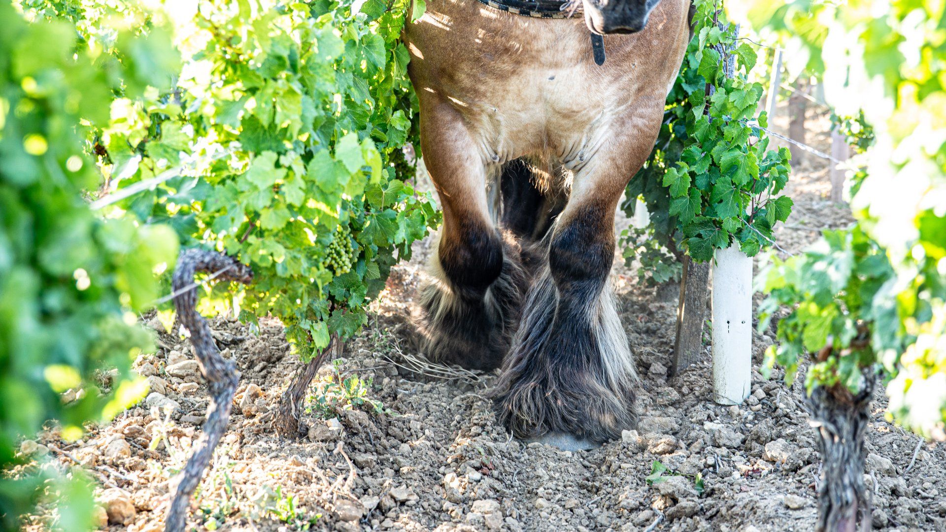 Travaux viticoles avec chevaux