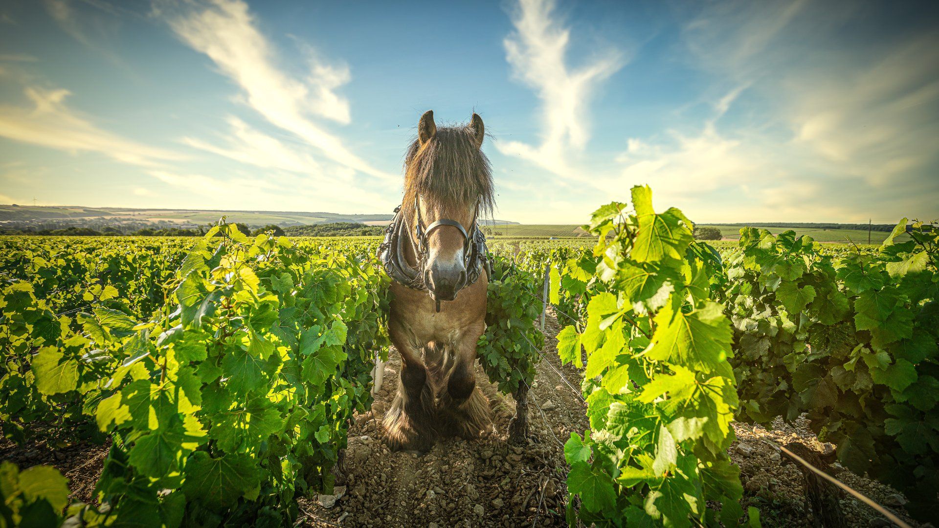 Vignoble cheval