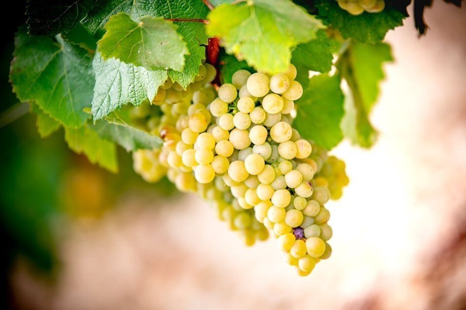 Nos cultures et vinifications