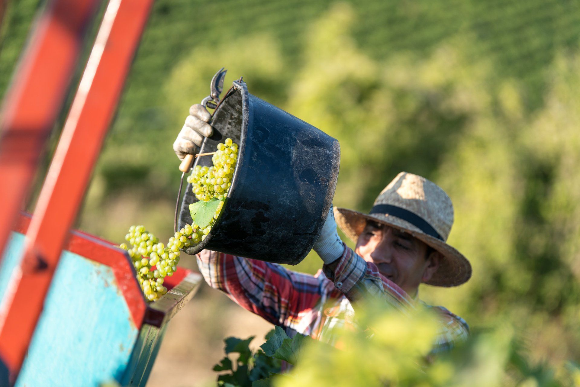 Entreprise familiale production de vins