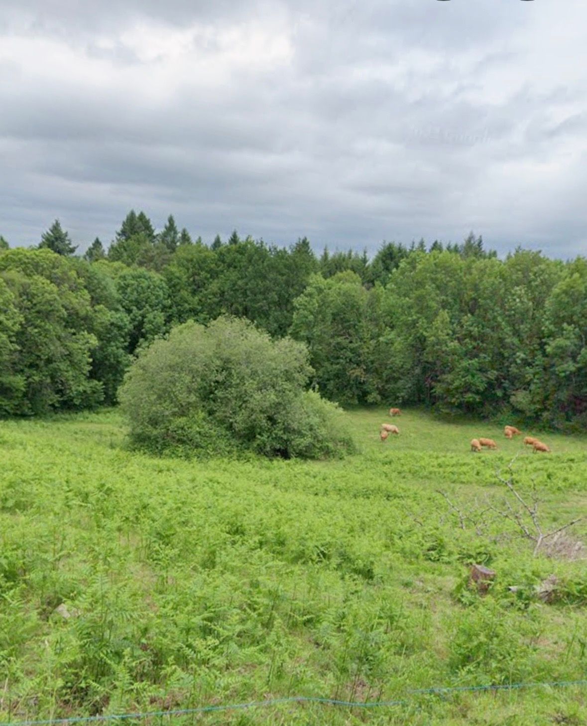 Prairie verdoyante avec une forêt sous un ciel nuageux.
