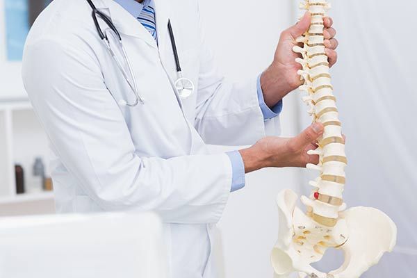 Un médico sostiene en sus manos un modelo de columna vertebral.