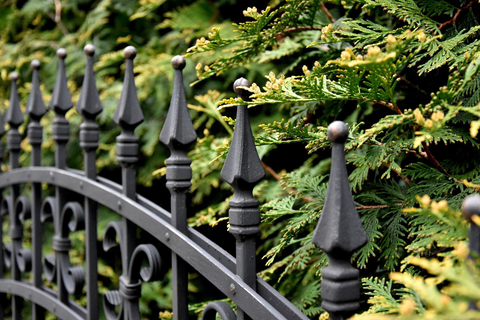 Clôture métallique noire sur un mur en béton avec fer de lance et de la verdure.