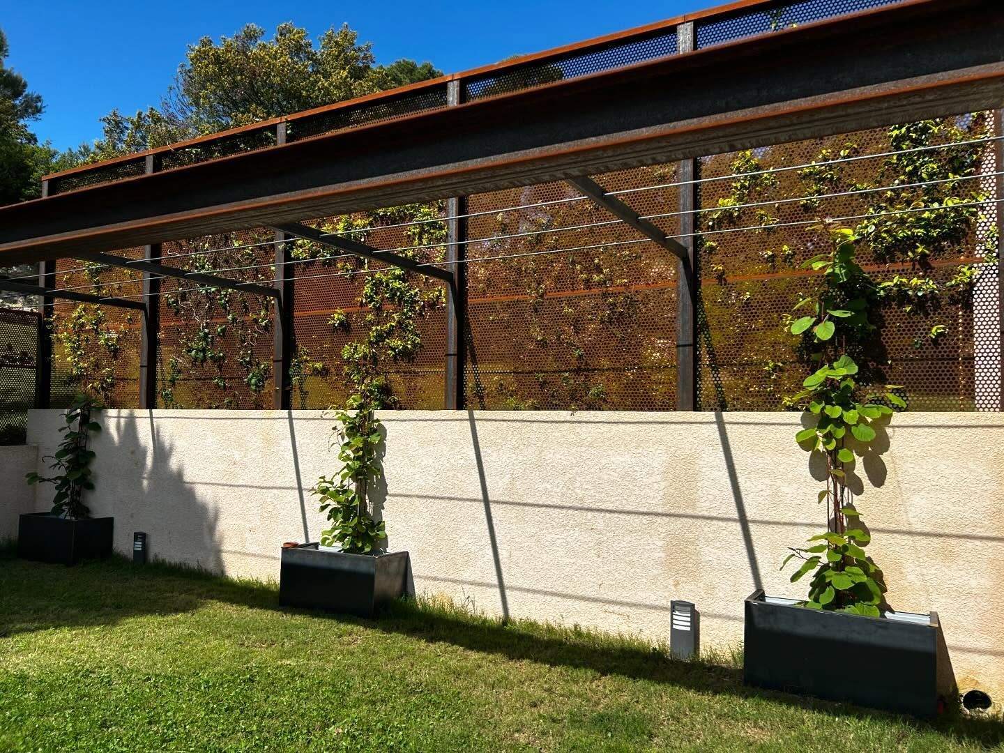 Treillis métallique avec des plantes grimpantes contre un mur de pierre, contenant trois jeunes arbres en pot sur une pelouse.