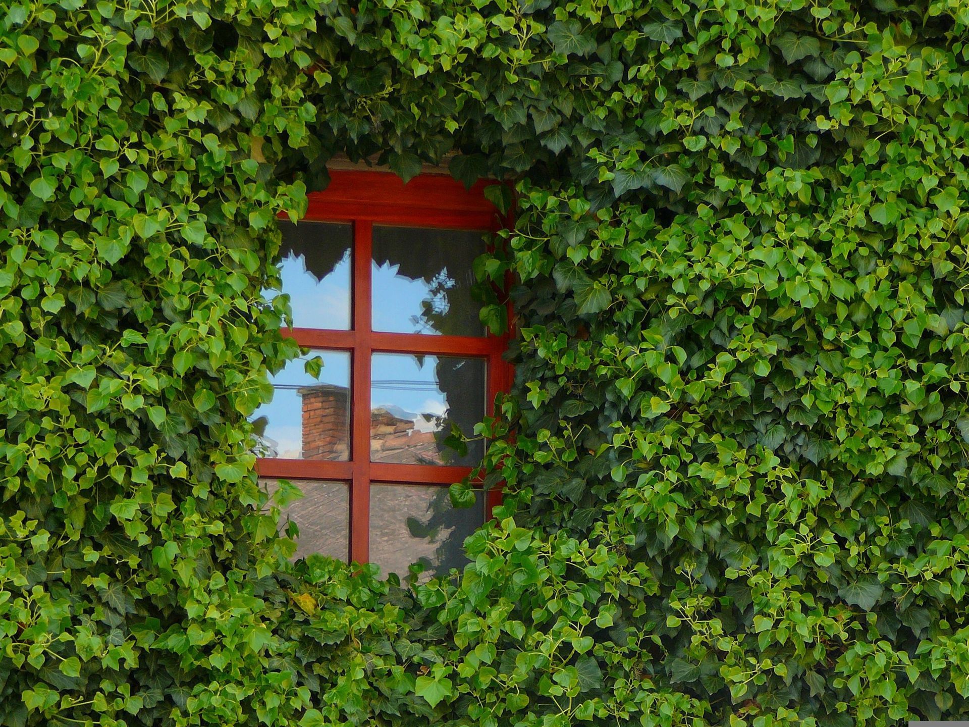 Fenêtre rouge avec façade entourée de verdure