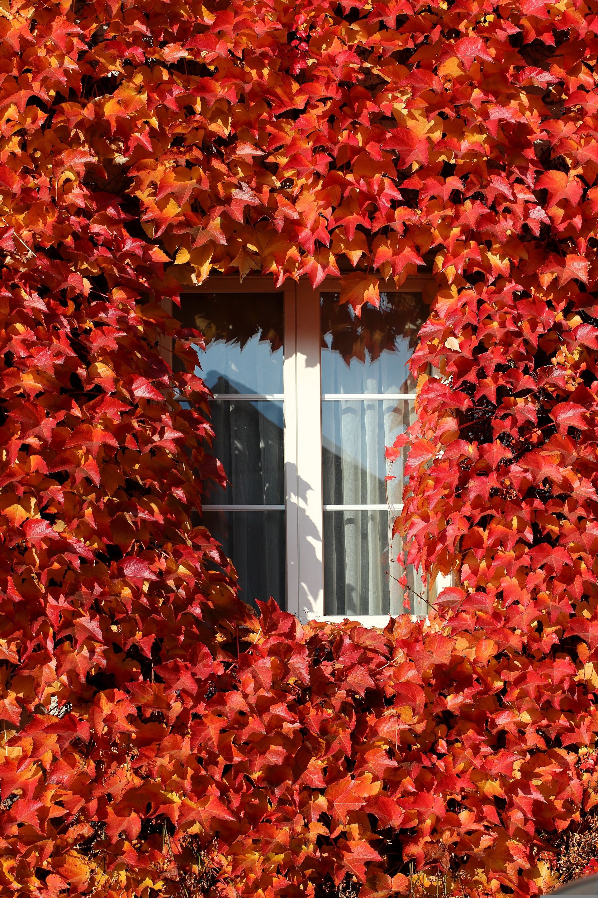 Fenêtre blanche entourée de feuilles rouges sur une façade de maison.