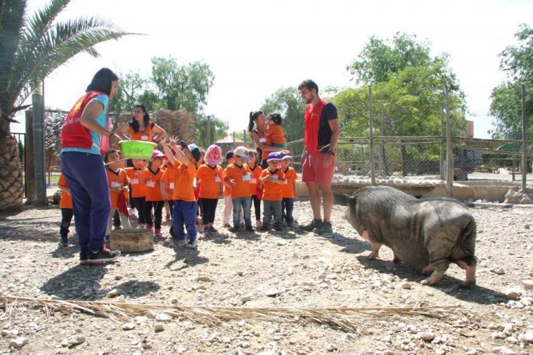Un grupo de niños está alimentando a un cerdo en un zoológico.