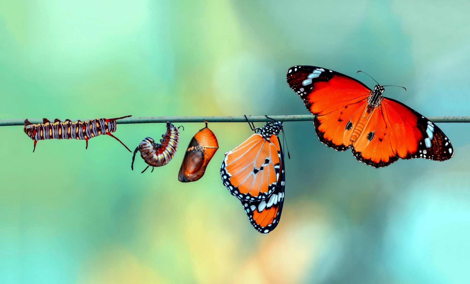 Évolution d'une chenille en papillon.