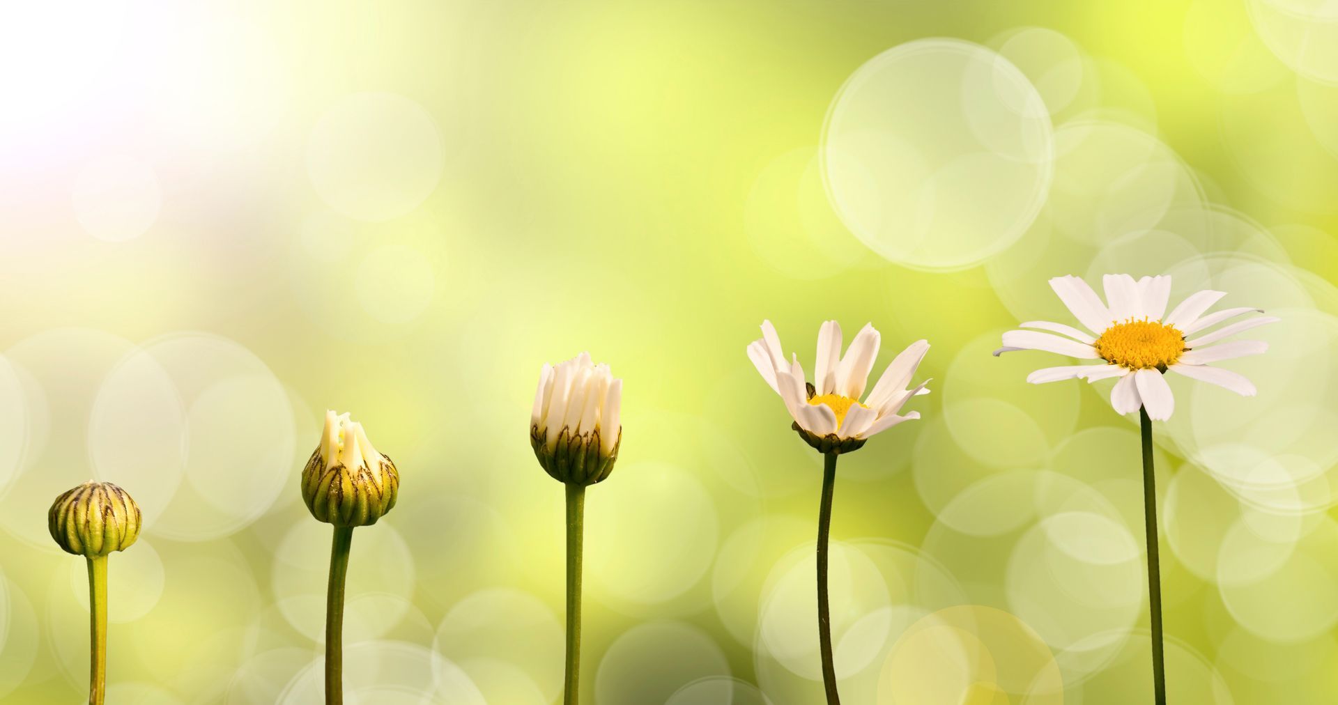 5 marguerites à différents stades de l'éclosion.