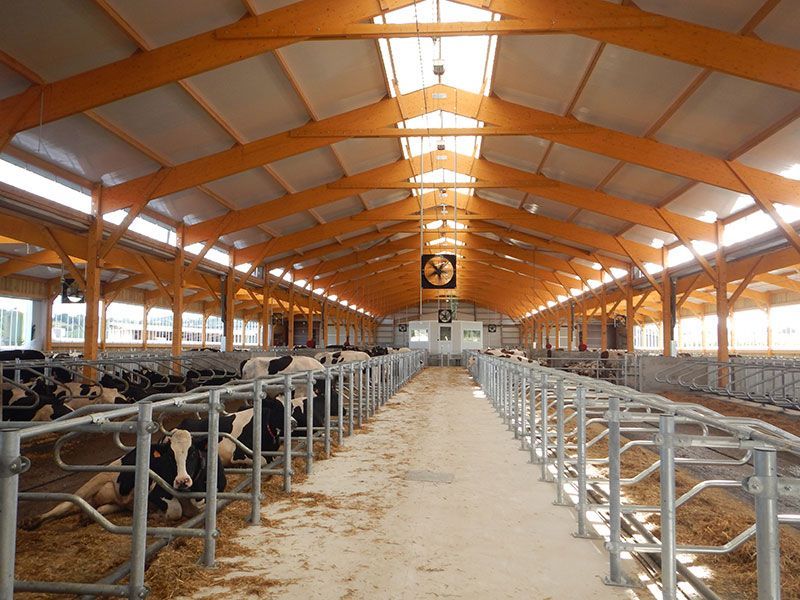 Des vaches dans une étable moderne avec des poutres en bois et des barrières métalliques, de la lumière naturelle et un chemin central.