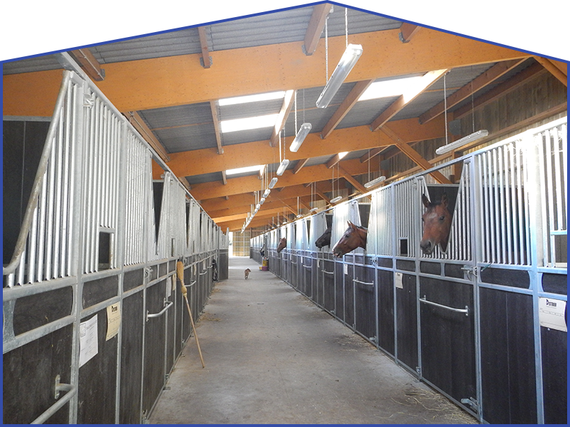 Intérieur d'une écurie avec boxes, chevaux et allée ouverte.