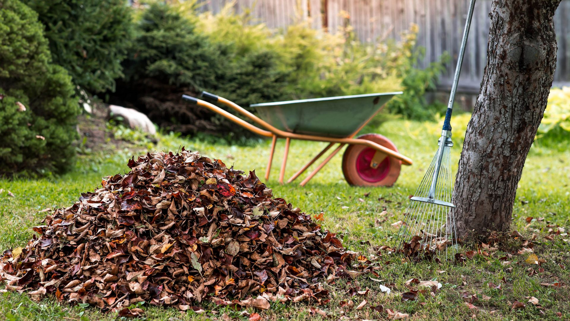 Un gros tas de feuilles mortes jonche une pelouse verte, près d'une brouette et d'un râteau.