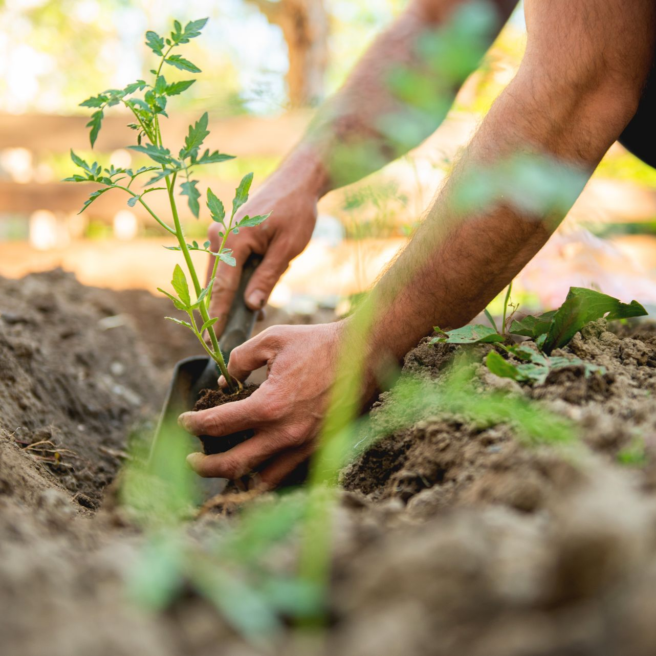 Une personne utilise une truelle de jardin pour planter un jeune plant de tomate.
