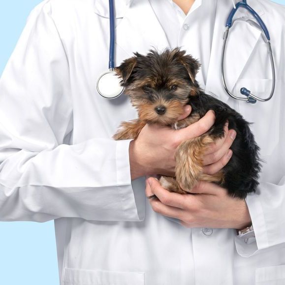 Veterinario sosteniendo un pequeño cachorro de Yorkshire Terrier, con un estetoscopio azul alrededor del cuello.