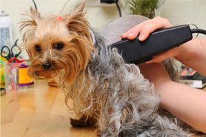 Yorkshire Terrier siendo acicalado con máquina eléctrica, parcialmente afeitado sobre una mesa.