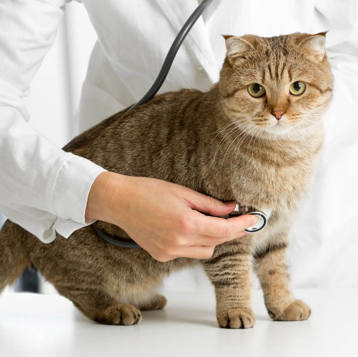Un veterinario utiliza un estetoscopio para examinar a un gato atigrado marrón sobre una mesa blanca.