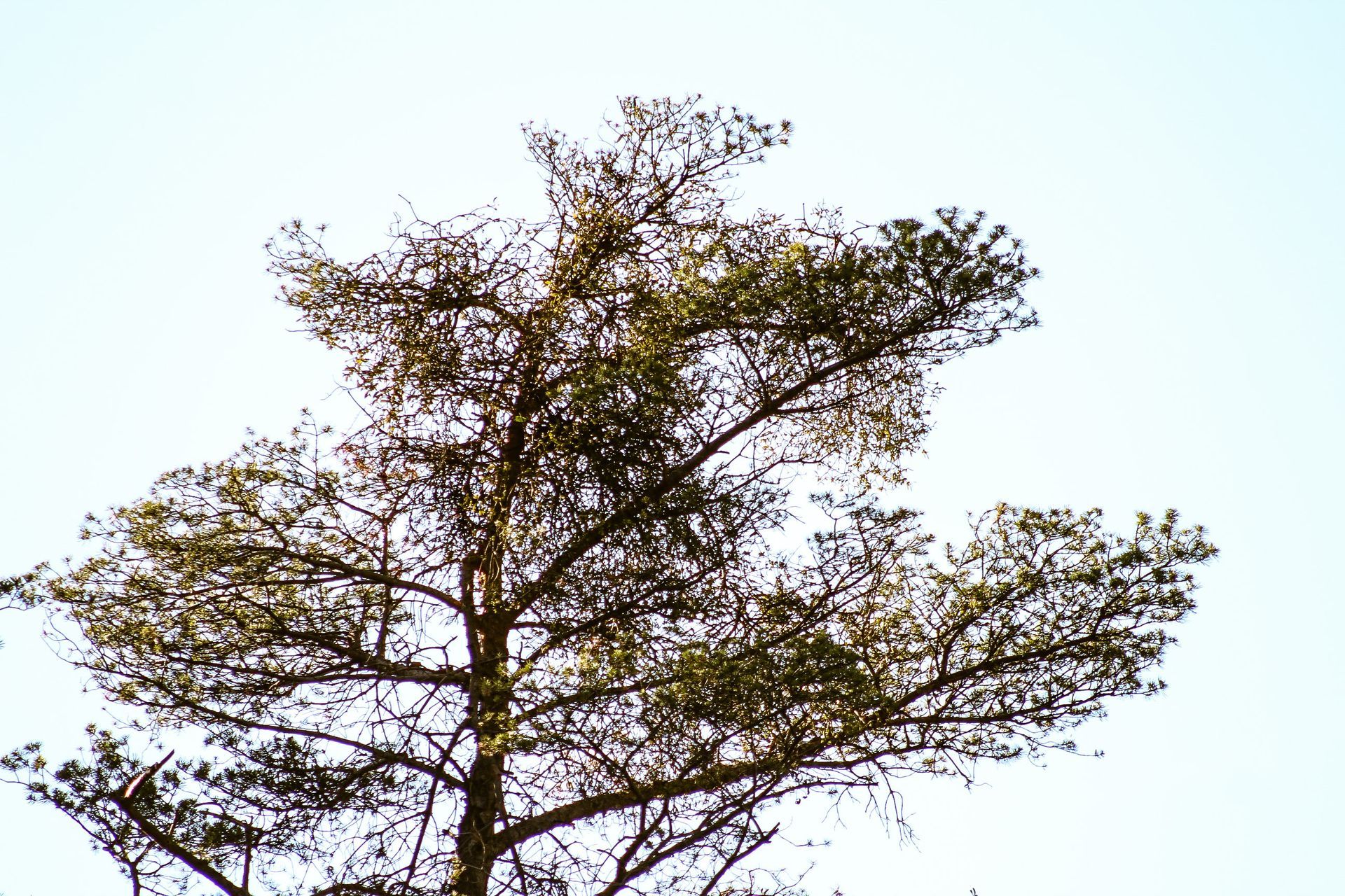 Pfynwald, Wallis, Leuk, Susten