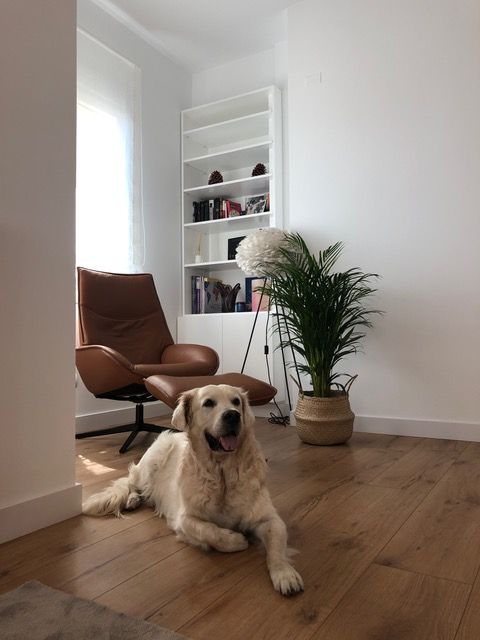 Un perro está acostado en el suelo en una sala de estar al lado de una silla.