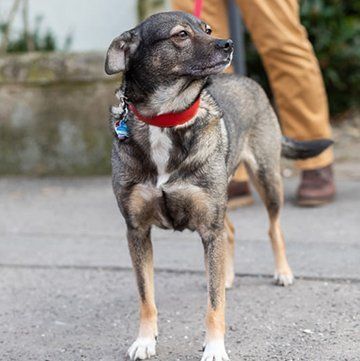 Ein Hund mit einem roten Halsband steht auf einem Bürgersteig.