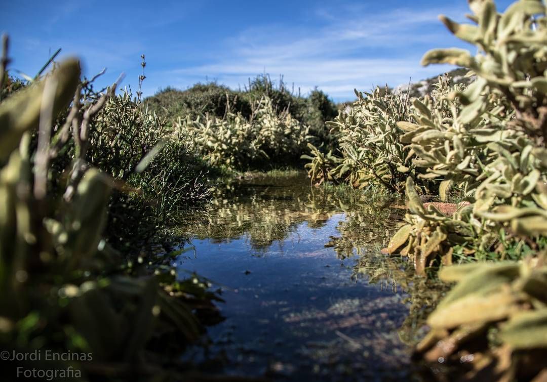 Un pequeño estanque rodeado de árboles y arbustos con un cielo azul de fondo.